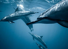 易游体育网页版-【欧国联】卢卡库2球 库尔图瓦超级失误 比利时4比2